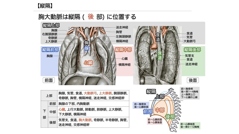 【徹底的国試対策】3-4 呼吸器系 - 肺.072