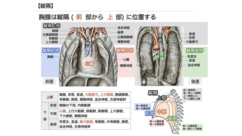 【徹底的国試対策】3-4 呼吸器系 - 肺.074