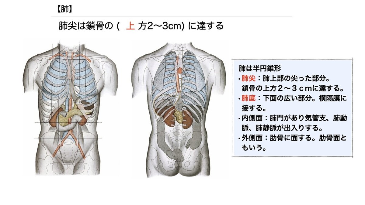 運動器系 | 徹底的解剖学（かずひろ先生 解剖学）