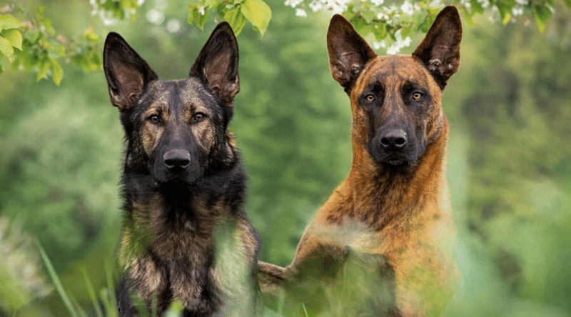 明日話せる 犬の名前の由来 くまの飼い主 Note 明日話せる 犬の名前の由来 くまの飼い主 Note
