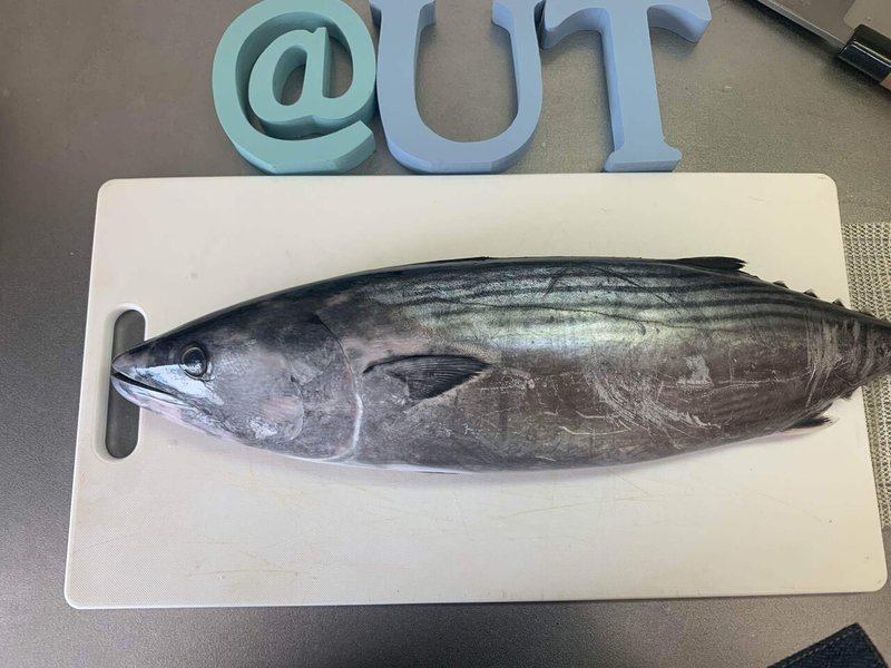 時期は違う初鰹 初めて捌いたカツオの事です お魚utコム Note