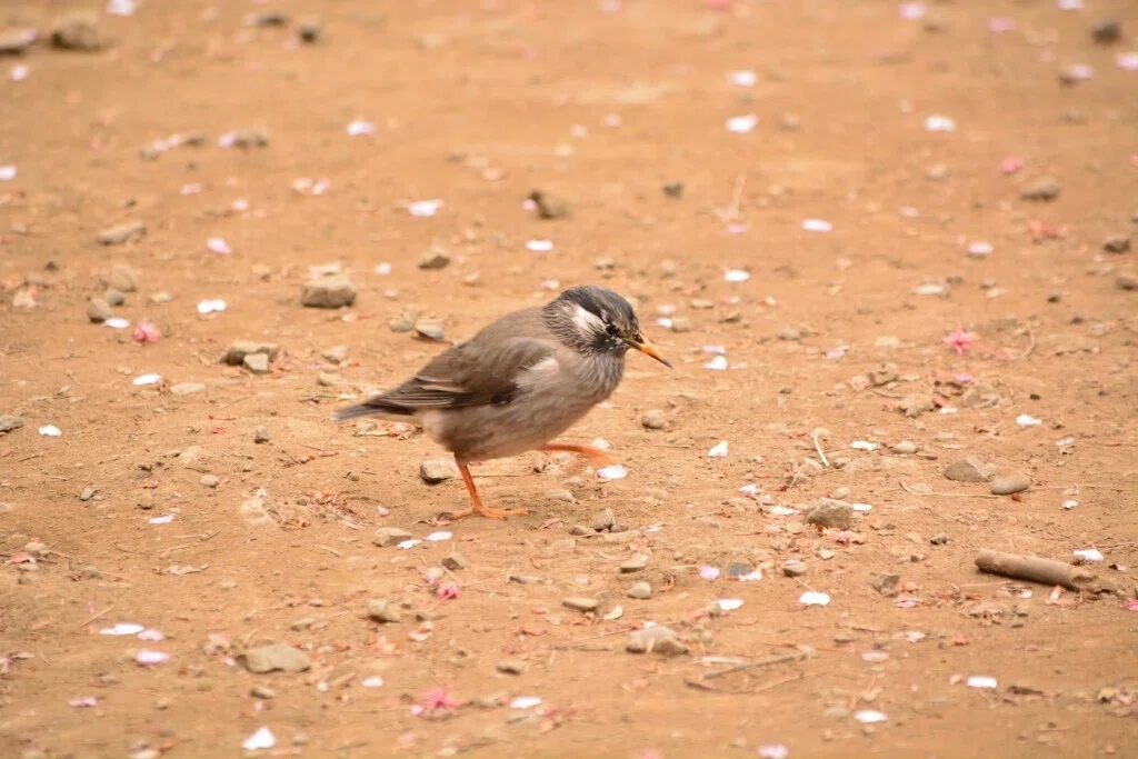 画像14