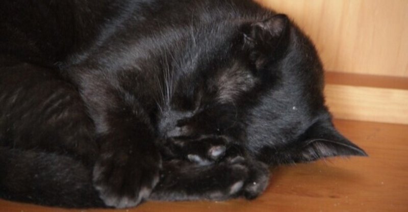 縁起がいいよ黒猫ちゃん トゴー Note