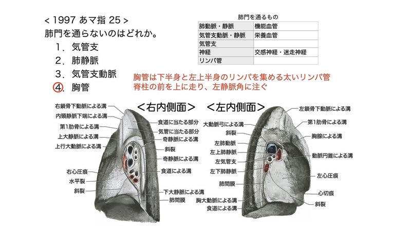 【徹底的国試対策】3-4 呼吸器系 - 肺.083