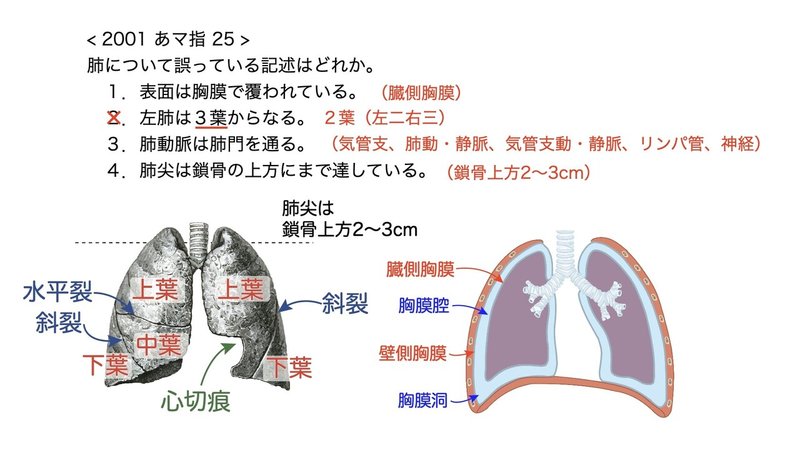 【徹底的国試対策】3-4 呼吸器系 - 肺.084