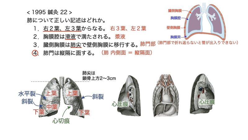 【徹底的国試対策】3-4 呼吸器系 - 肺.089