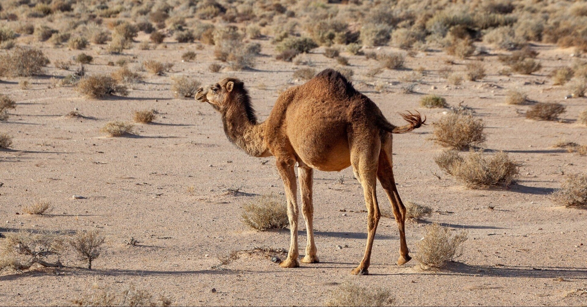 ラクダを探す頭のテスト 高橋 淳 Jun Takahashi Note ラクダを探す頭のテスト 高橋 淳 Jun Takahashi Note