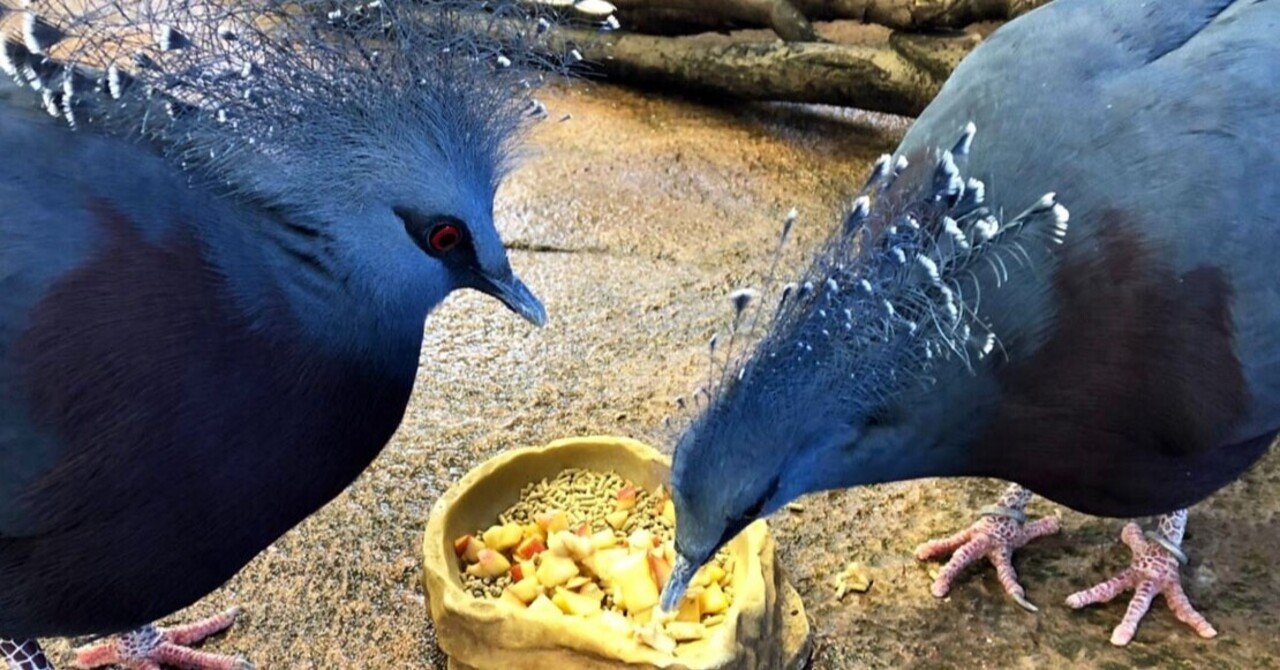 飼育員からの問題 この鳥は何の仲間でしょうか 那須どうぶつ王国 日々 どうぶつ日誌