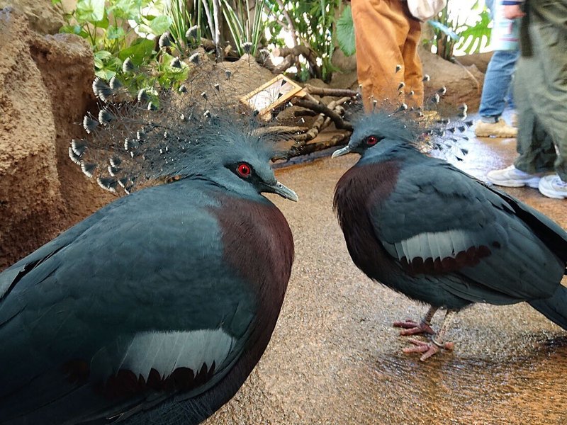 飼育員からの問題 この鳥は何の仲間でしょうか 那須どうぶつ王国 日々 どうぶつ日誌 飼育員からの問題 この鳥は何の仲間でしょうか 那須どうぶつ王国 日々 どうぶつ日誌