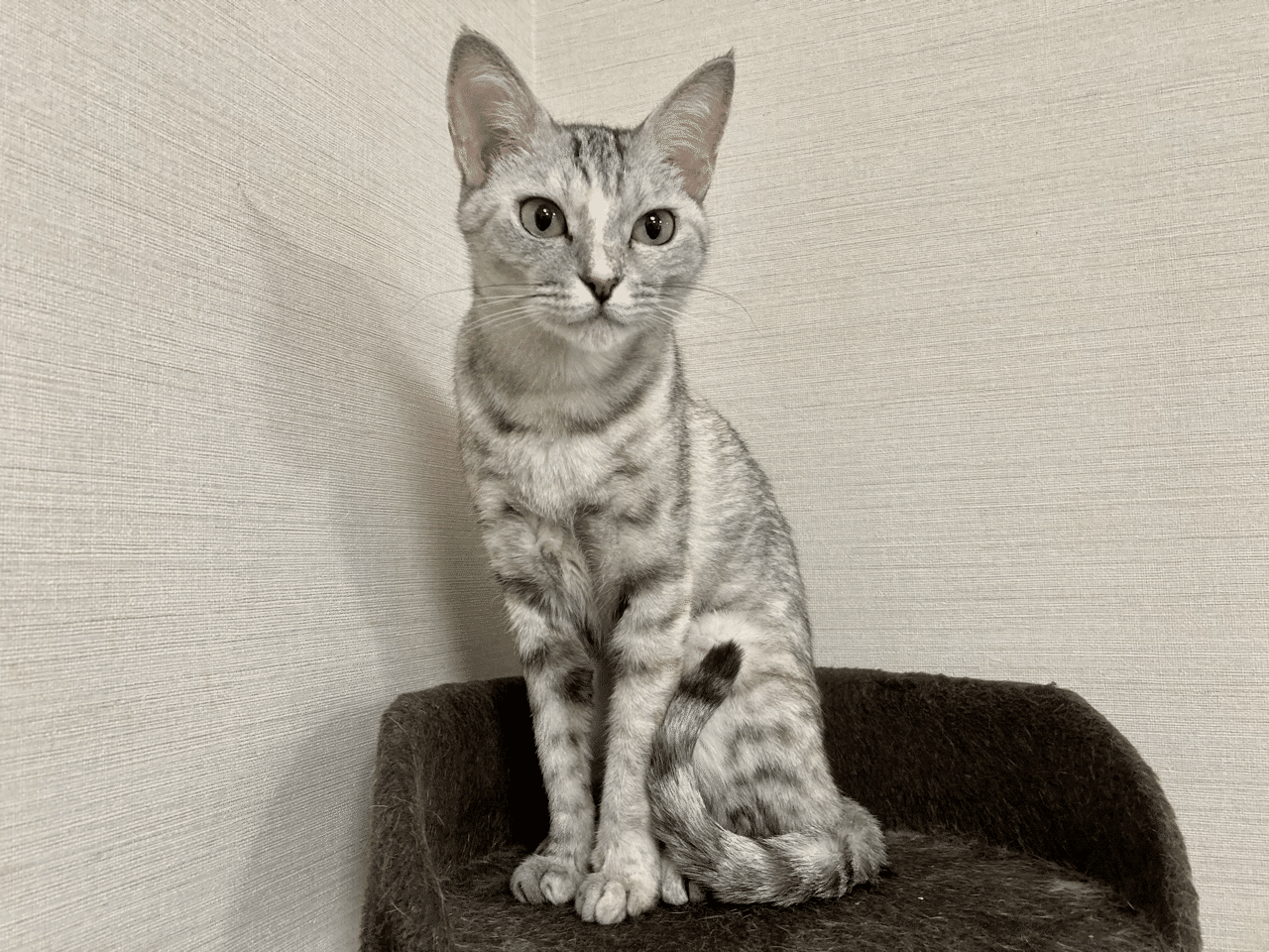 おはようございます ウチのたまちゃんは 座ると細いです ご飯は めっちゃ食べるんですが 太りません ダイエットを意識してるわけではないでしょうが ずっと細いです では 本日も よろしくお願いしま いっせい ゴルフ 登山 農業で 健康を手に入れる Note