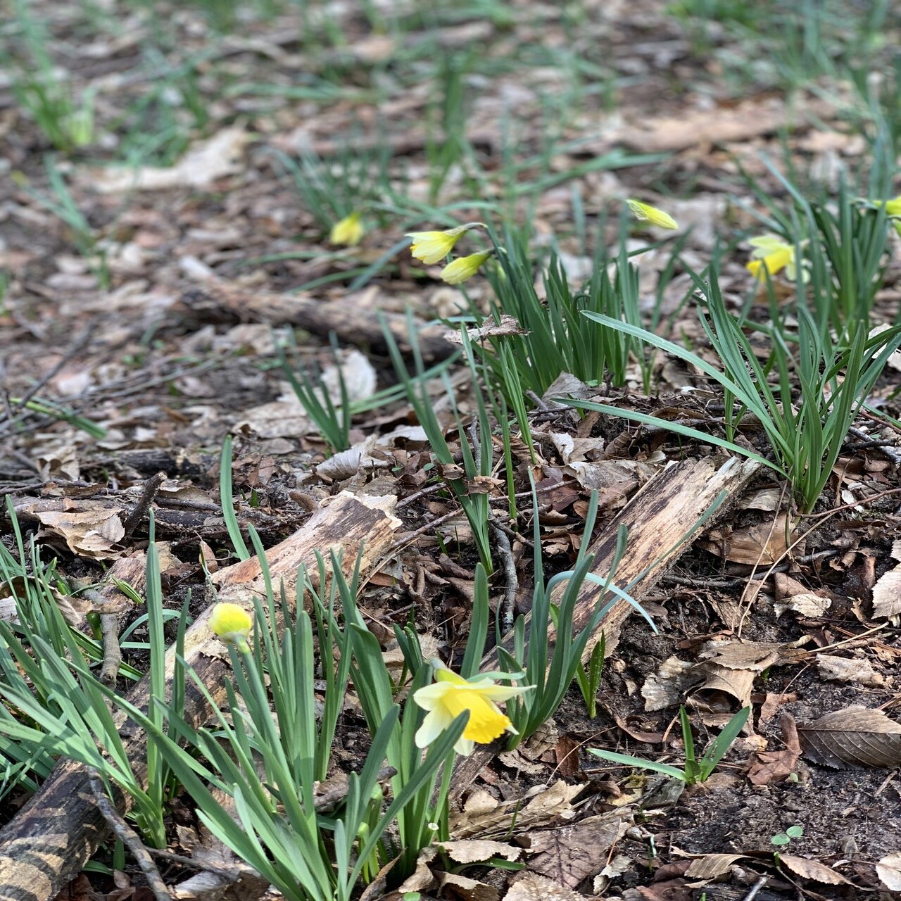 フランスに春を告げる黄水仙 シャンティイの森で休暇 村山里美 アラカンdeパリ パリ在住 58歳から単身パリへ 終わりの人生の始め方 Note