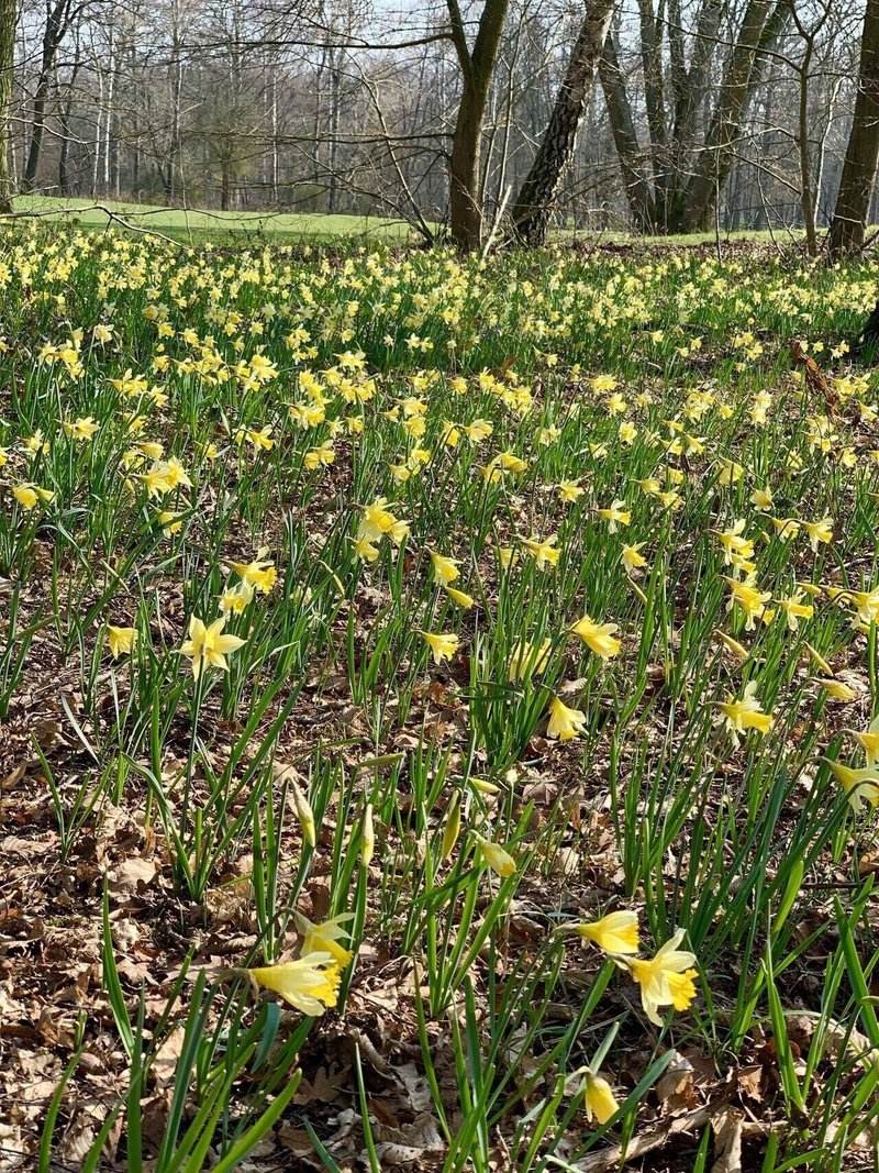 フランスに春を告げる黄水仙 シャンティイの森で休暇 村山里美 アラカンdeパリ パリ在住 58歳から単身パリへ 終わりの人生の始め方 Note