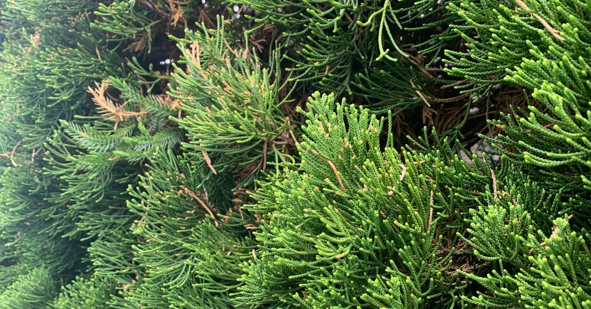 植物コレクション010 生薬にも使われる コノテガシワ おおたしじみ Note 植物コレクション010 生薬にも使われる コノテガシワ おおたしじみ Note