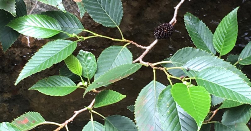 樹木図鑑 Vol 8 オオバヤシャブシ 人生すべて外出自粛の植物の世界では暗殺もリモート Harunire0321 Note