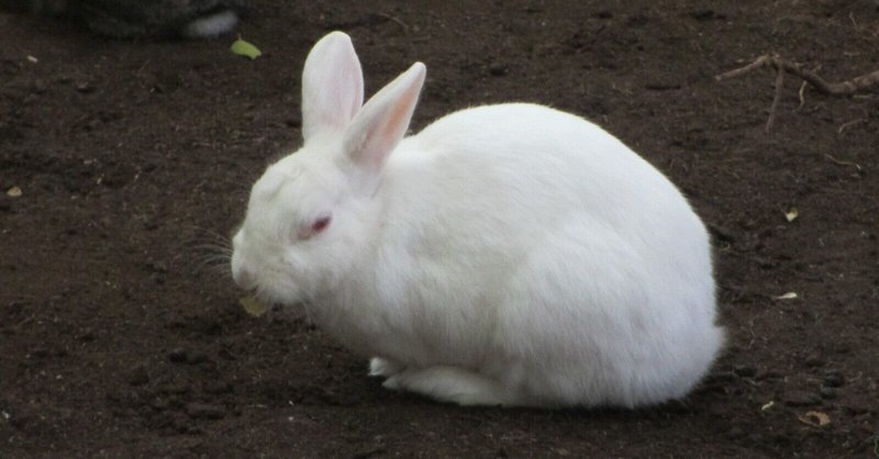 Beastarsの面白さはアナロジー構造のねじれにある Mentane Note