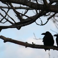 ペンギンの潜水能力のひみつ 3 Shiomikozue Note ペンギンの潜水能力のひみつ 3 Shiomikozue Note