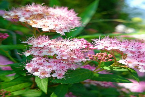 花言葉はあなたを待っています の新着タグ記事一覧 Note つくる つながる とどける
