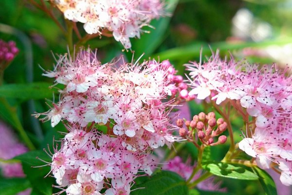 花言葉はあなたを待っています の新着タグ記事一覧 Note つくる つながる とどける 花言葉はあなたを待っています の新着タグ記事一覧 Note つくる つながる とどける