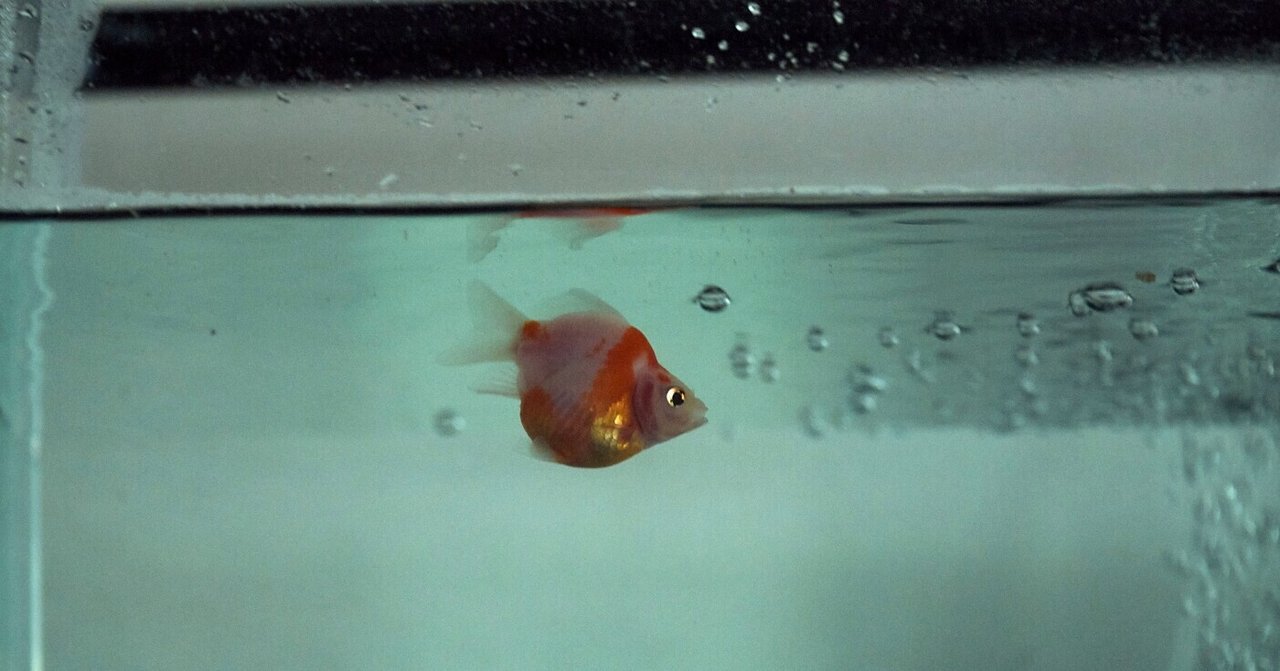 全然知らなかった 下村しのぶ Note 全然知らなかった 下村しのぶ Note