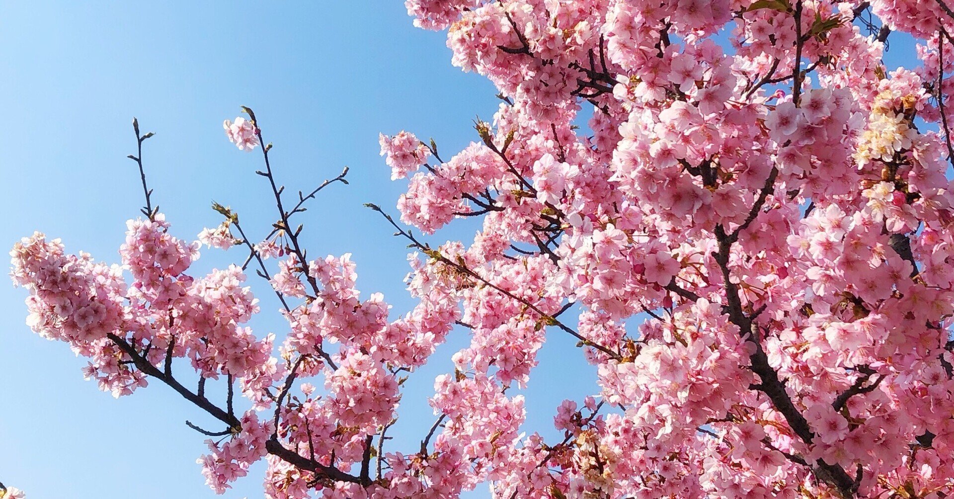 河津桜の名所 岡山にもあるんです 倉敷川千本桜 Hiro Note 河津桜の名所 岡山にもあるんです 倉敷川千本桜 Hiro Note