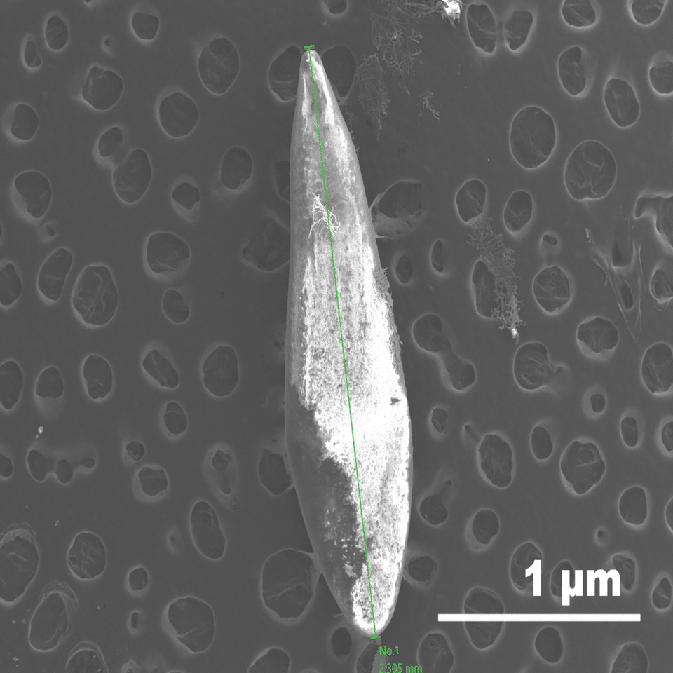 旬ではない生き物の観察 セミをめぐる冒険 浜松科学館 みらいーら