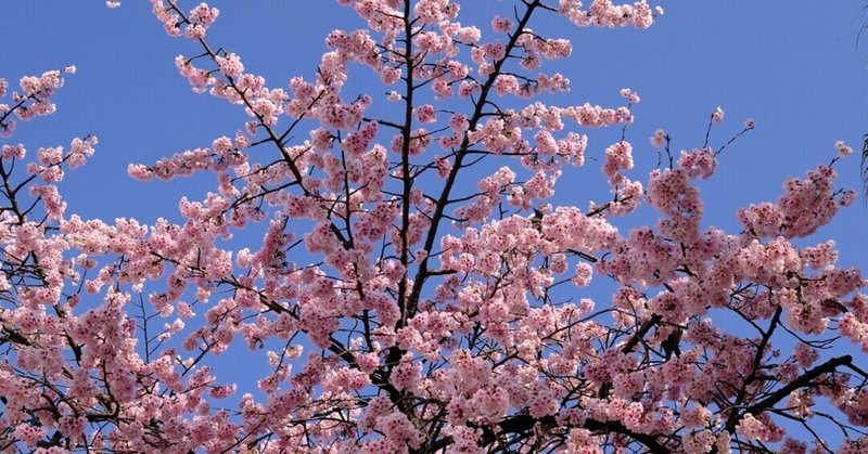 大寒桜 の新着タグ記事一覧 Note つくる つながる とどける 大寒桜 の新着タグ記事一覧 Note つくる つながる とどける