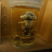 台湾文庫蔵書紹介:台湾漫画「採集人的野帳（植物コレクターのノート