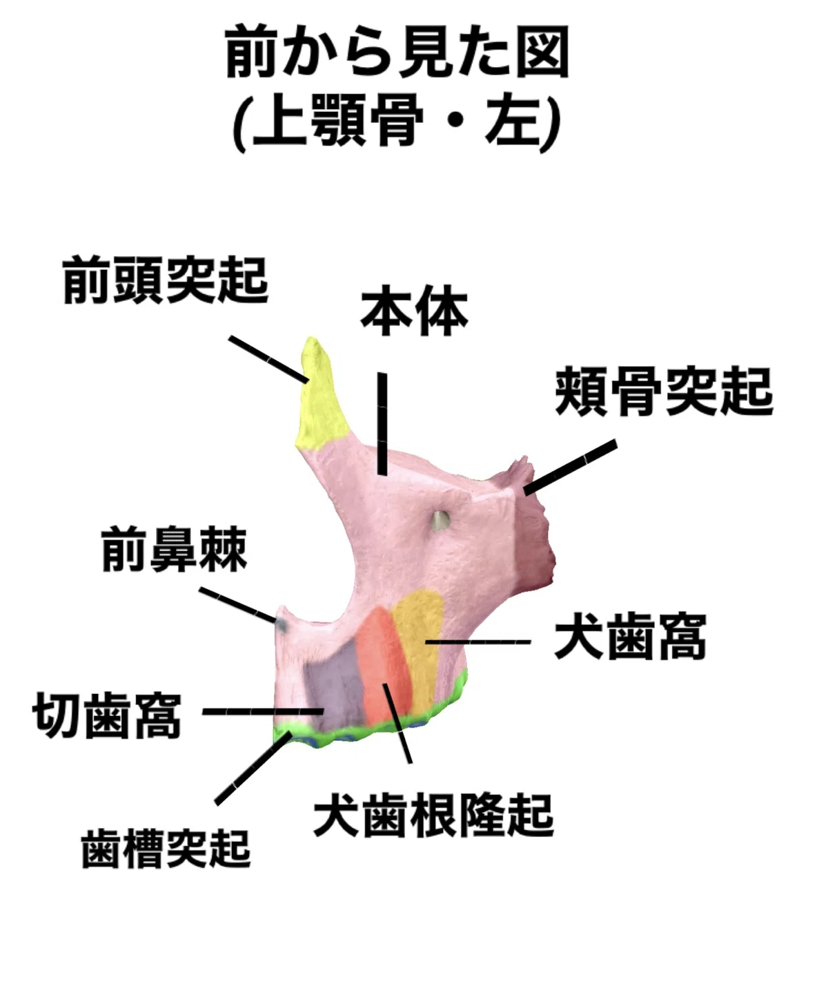 【上顎骨のはなし】骨勉|伊藤陵亮【整体×ヨガ×読書】