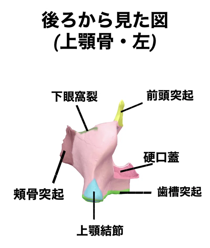 【上顎骨のはなし】骨勉|伊藤陵亮【整体×ヨガ×読書】