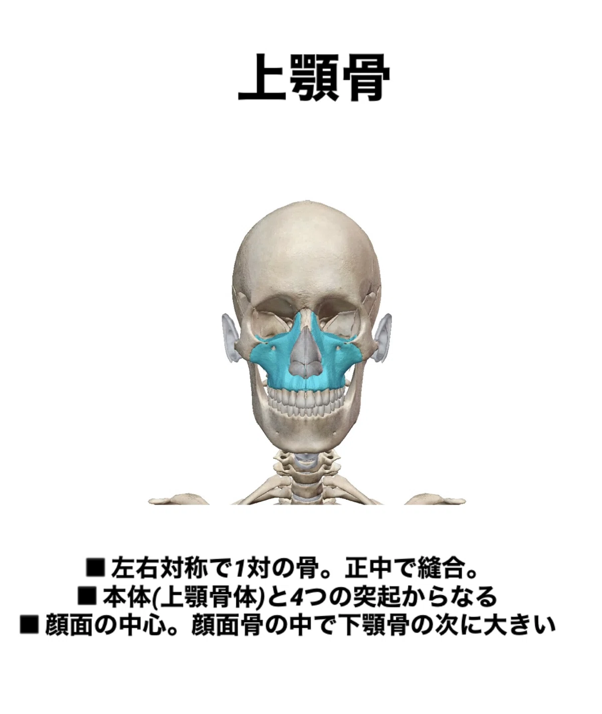 【上顎骨のはなし】骨勉|伊藤陵亮【整体×ヨガ×読書】