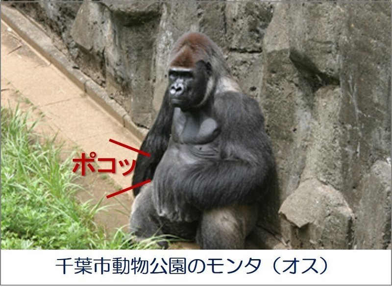 類人猿のはなし ゴリラの筋肉の秘密 中村修司郎 Note 類人猿のはなし ゴリラの筋肉の秘密 中村修司郎 Note