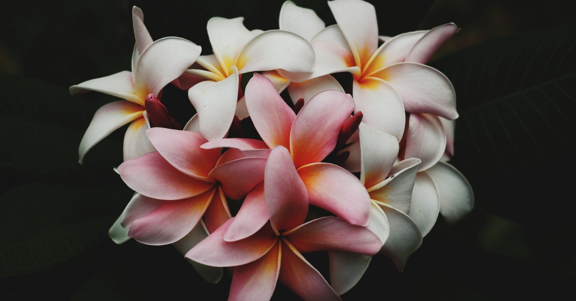 フランジパニの秘密 Native Stellar Alchemy Note