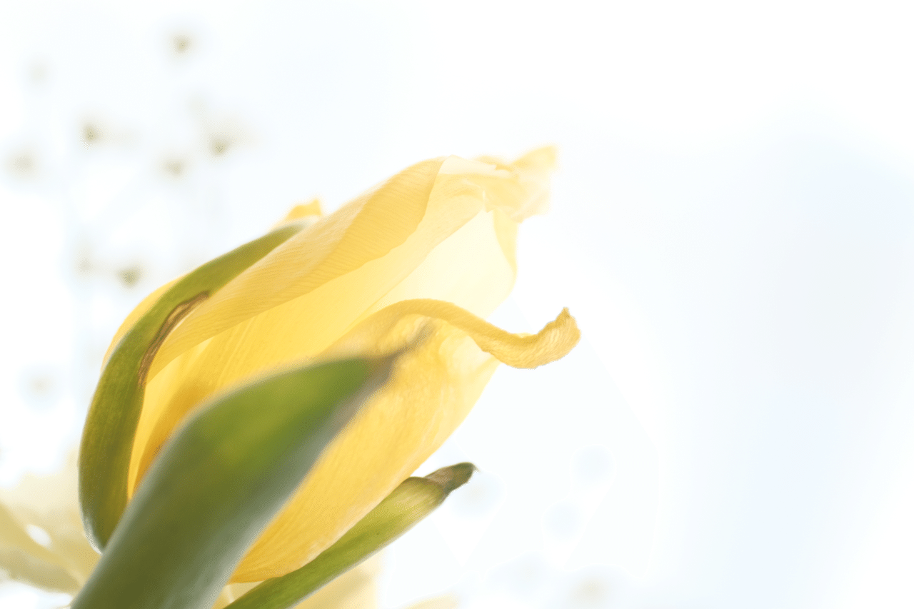 2回目の花を Kioku To Kiroku Note 2回目の花を Kioku To Kiroku Note