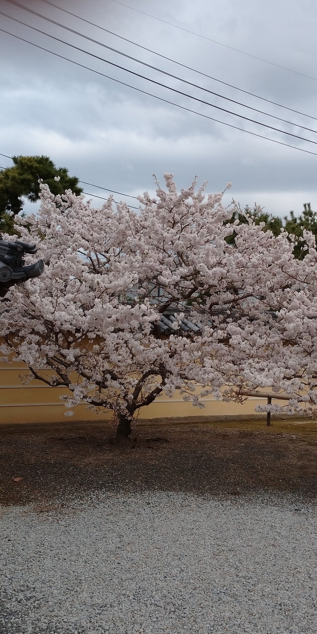 神様へ👼～ 万年桜希望します🌸 🌸🌸｜chika