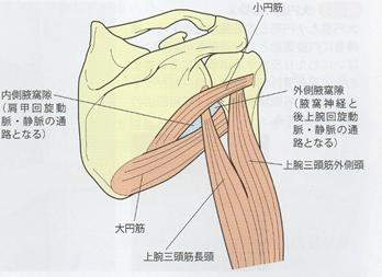 肩関節周囲炎 腱板断裂を診る上で必要な知識 筋 腱板断裂 小林 博樹 Note