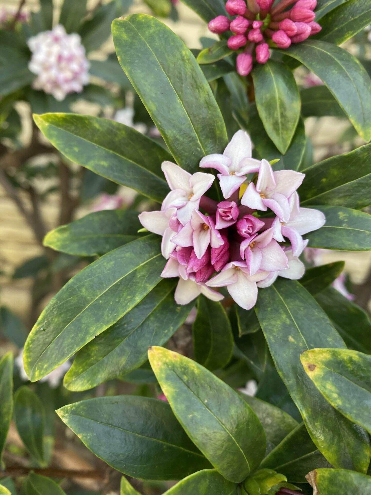 沈丁花の匂い １ヶ月程 町に香りが漂います そろそろ役目を終えてきた木と 少し影に植わってこれから咲き出そうとしている木 それぞれの場所で それぞれのタイミングで 誰かを喜ばそうとか 誰に脚を止め 自己受容 傾聴屋 小川由華莉 Note