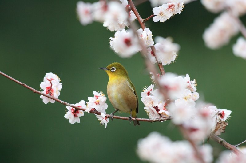 ホーホケキョ 鶯 ウグイス が鳴くのは春だけ 春告鳥 鶯の話 小野照崎神社 Note