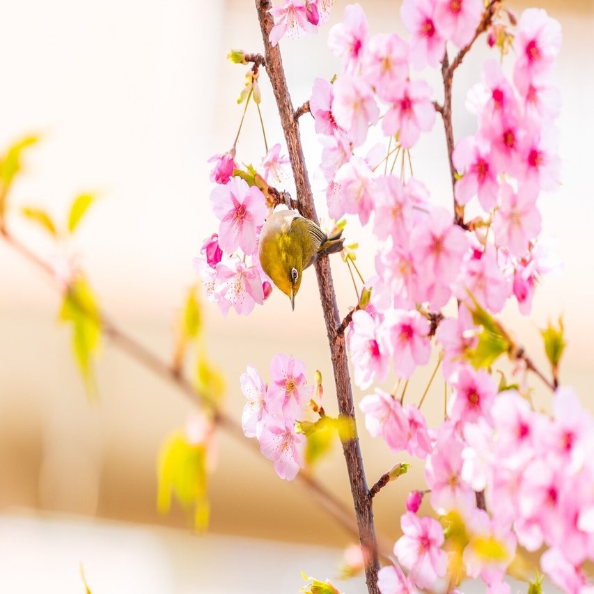 ホーホケキョ 鶯 ウグイス が鳴くのは春だけ 春告鳥 鶯の話 小野照崎神社 Note