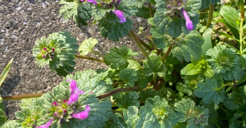 路肩に咲く花 朝撮れの花 ツル Note 路肩に咲く花 朝撮れの花 ツル Note