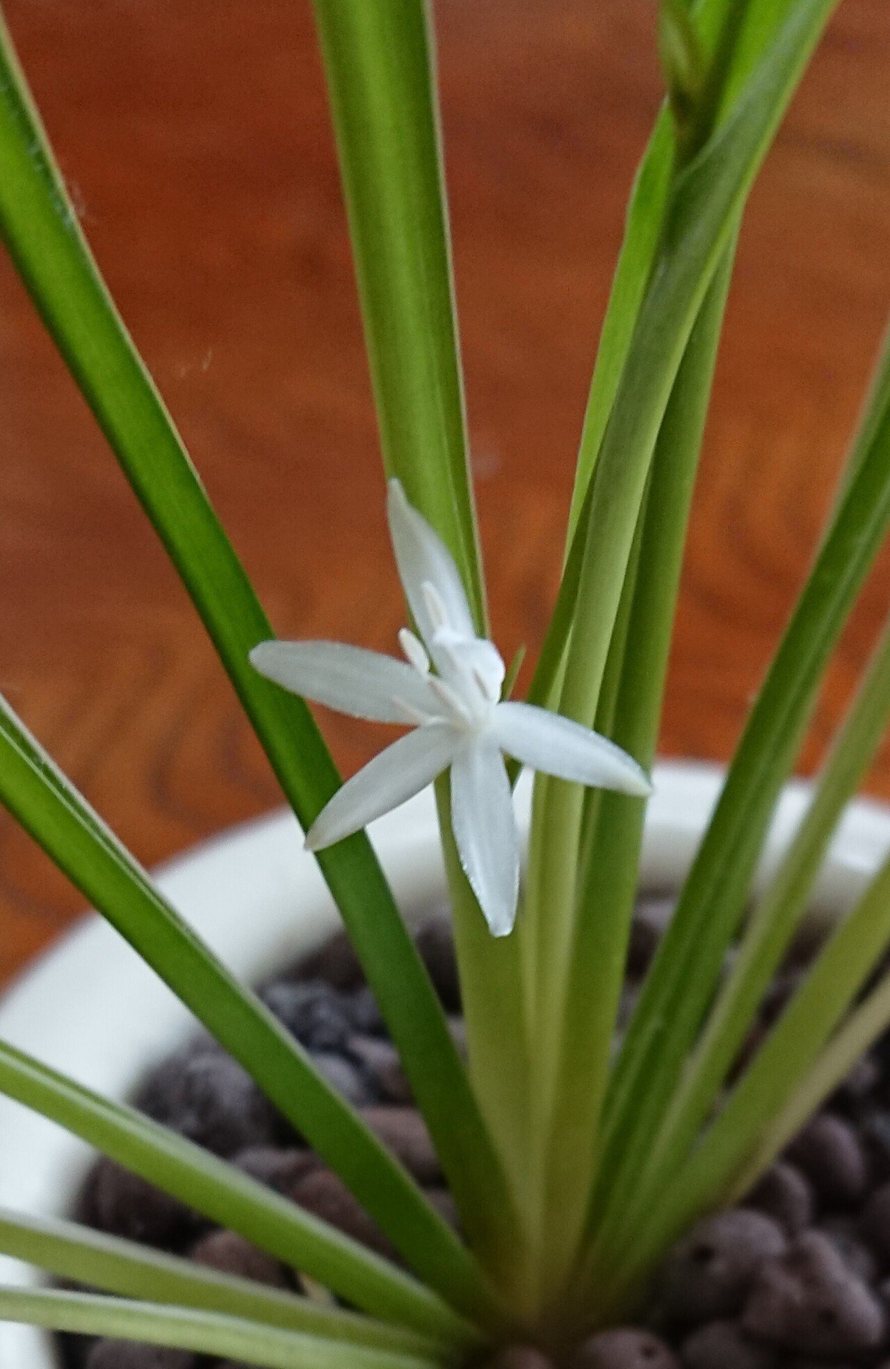 Success Blog8wxn6 上 オリヅルラン 花 オリヅルラン 花 時期
