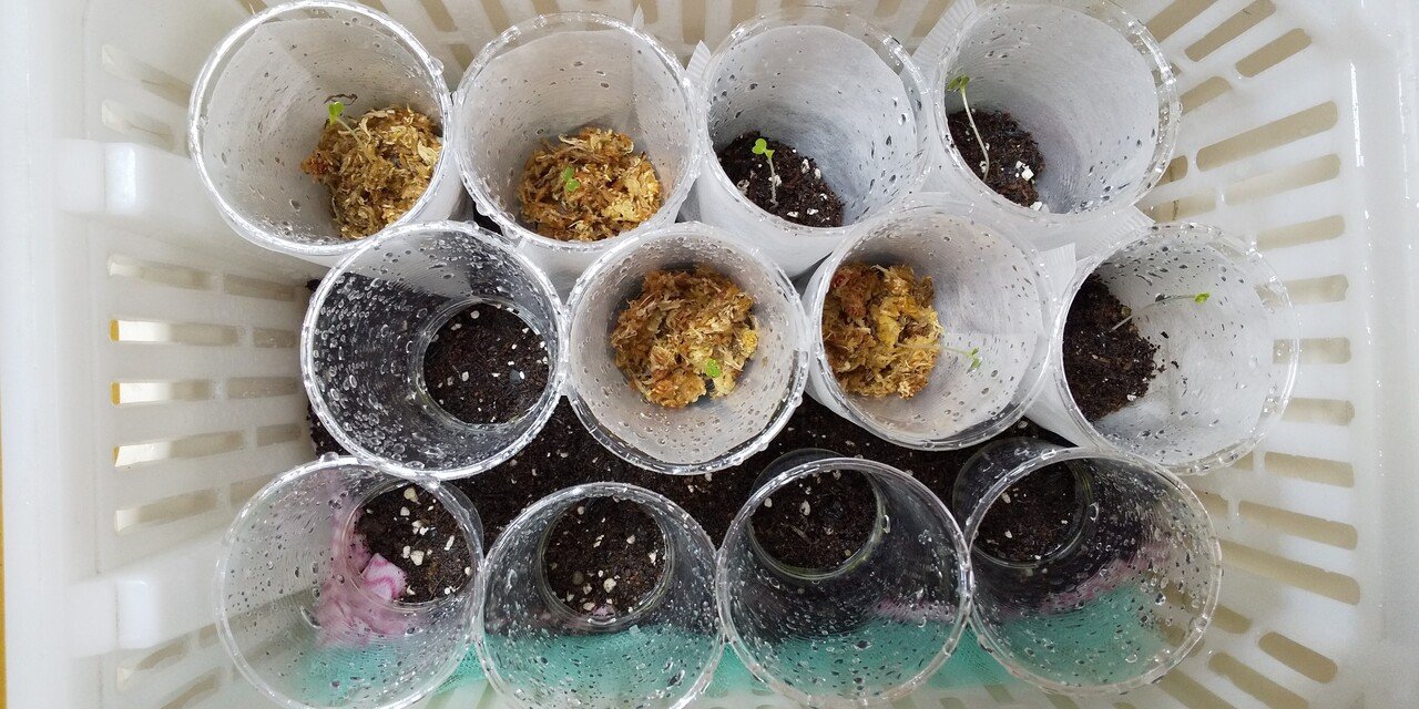 ナカさんの菜園日記 シーズン2 2週目 小かぶ レタス ナカさん Note