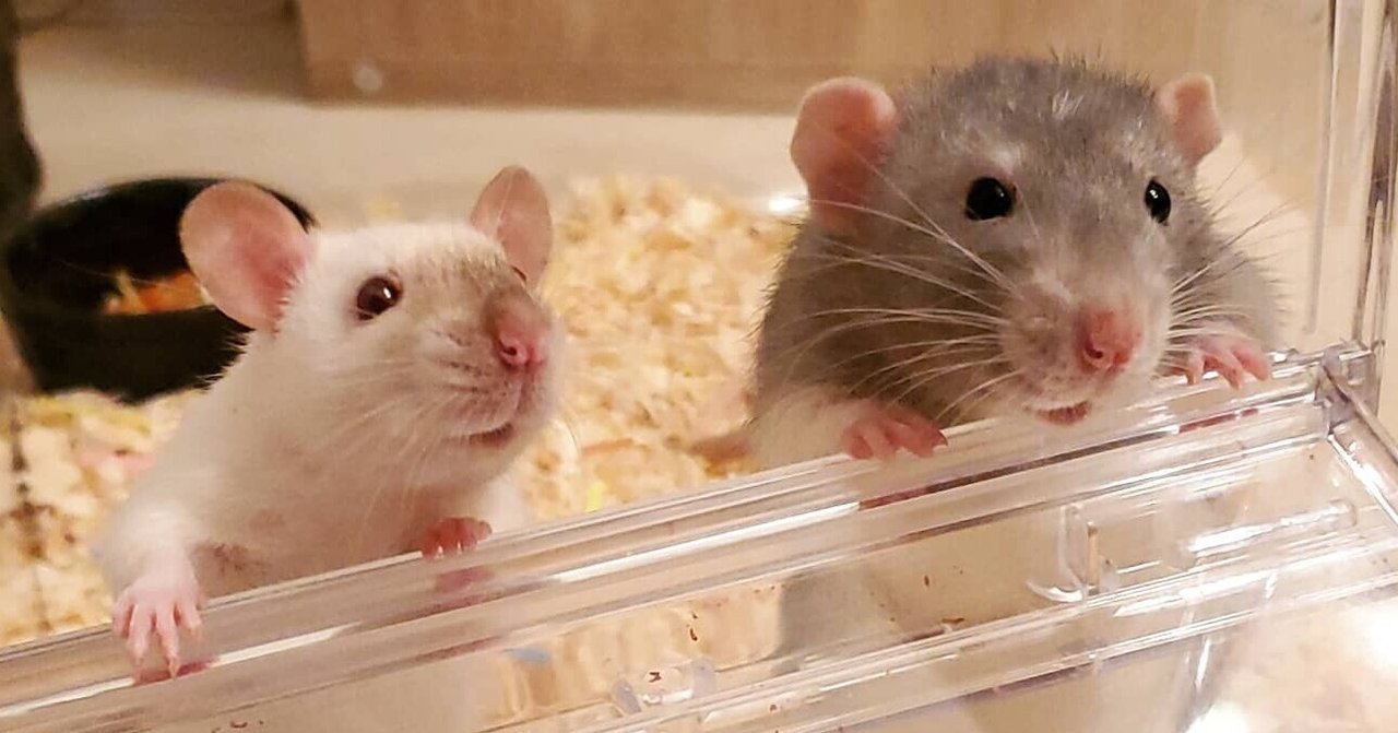 ハムスターorラットを飼う上でのメリット デメリット Biwa Rat Note