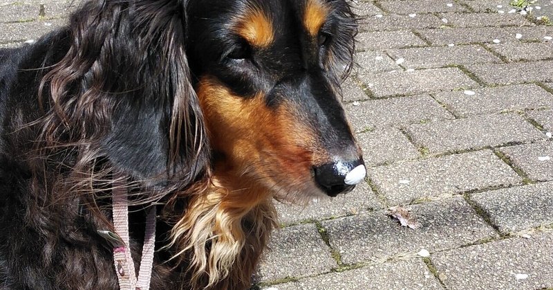 犬の記憶力 チョコは覚えているのかな うさぎと犬 Note 犬の記憶力 チョコは覚えているのかな うさぎと犬 Note