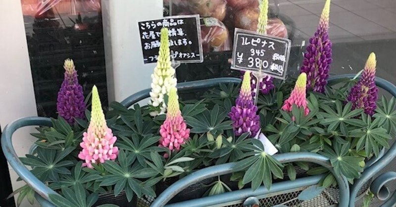 ルピナスさん と花言葉 Luna N Note