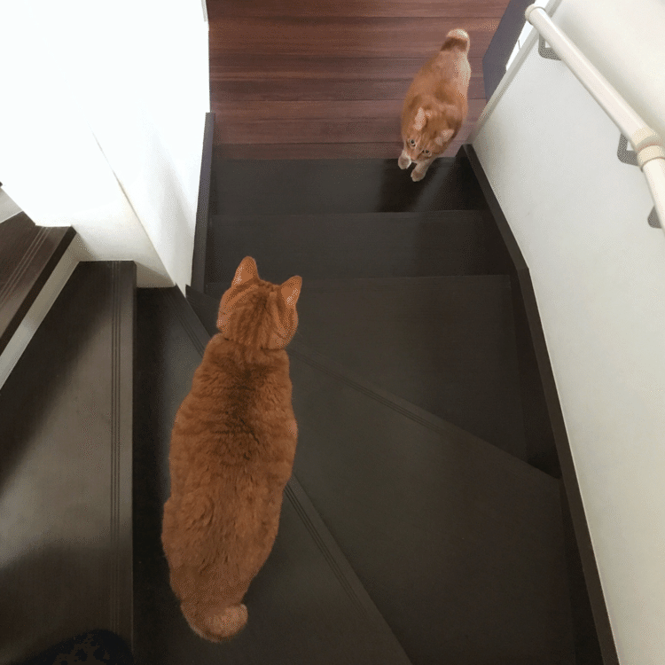 階段でお互いを確認。せまい我が家ですが、ちょこちょこ「あっ、いた！」ってやってます。探すのはボク兄の方が多いかようです。