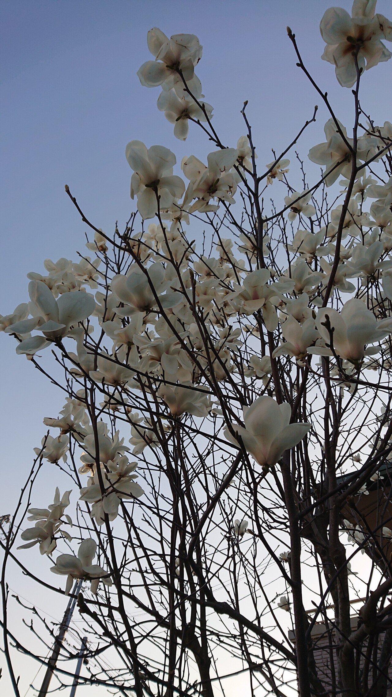 春の白い花が好き Ayaco Note