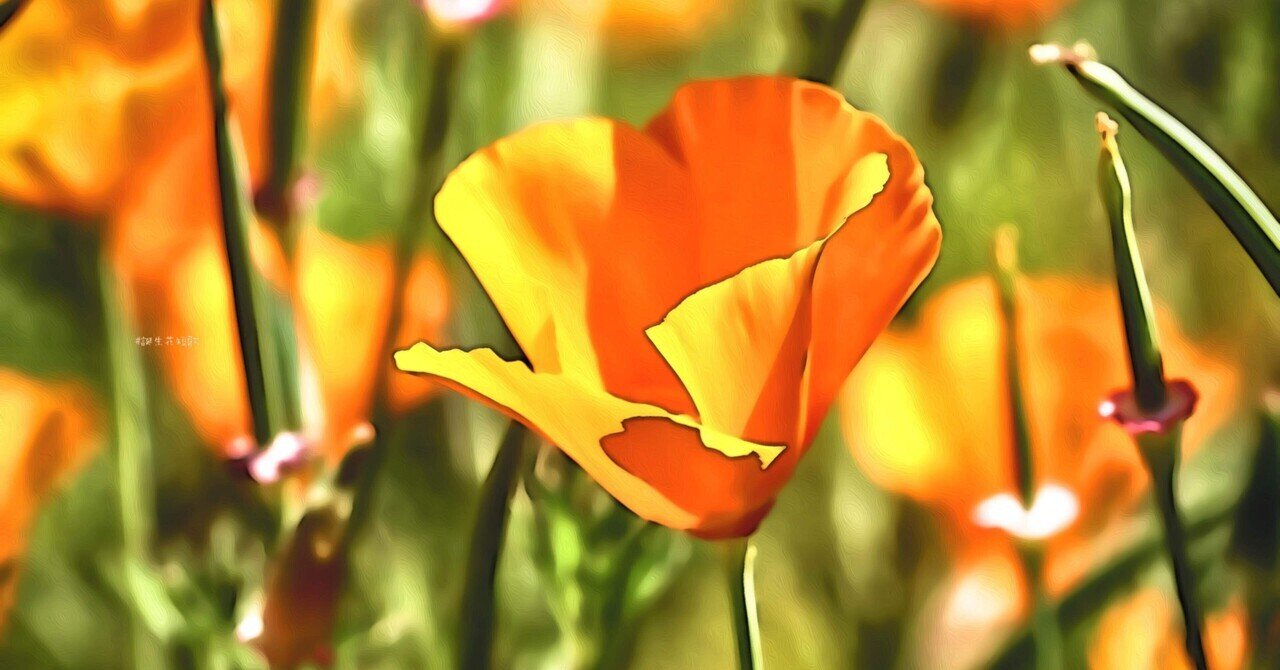3月11日 誕生花は花菱草 誕生花短歌 御子柴 流歌 Note