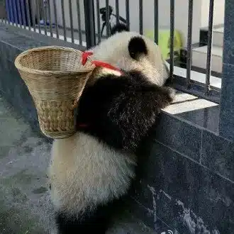 ゆうきのうさぎ