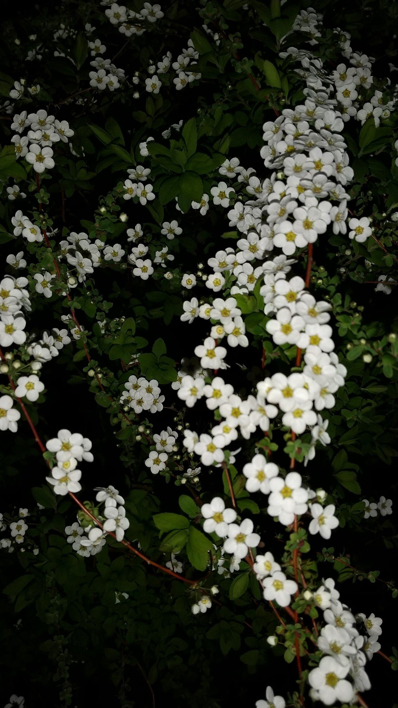 3月11日の誕生花でもあるというユキヤナギ そうとは知らず花 の前で立ち止まり写真を撮った 二重螺旋のように写ったこの1枚を見て Dna螺旋構造を思う そしてまた 新暦も私の中で息づいているように感じた ユウ Note 3月11日の誕生花でもあるというユキヤナギ そうとは知らず花 の前で立ち止まり写真を撮った 二重螺旋のように写ったこの1枚を見て Dna螺旋構造を思う そしてまた 新暦も私の中で息づいているように感じた ユウ Note