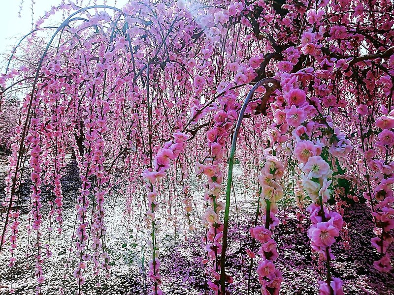 風に揺れ、花びらが舞い、希望の新しい芽があり、ありがとう、きれいでした。